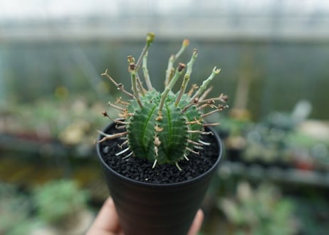 ユーフォルビア　バリダ　Euphorbia valida　No.4