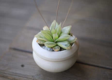 ハオルチア　Haworthia