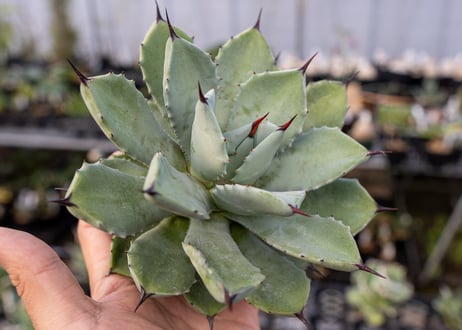 Agave Potatorum×Macroacantha  NO.1