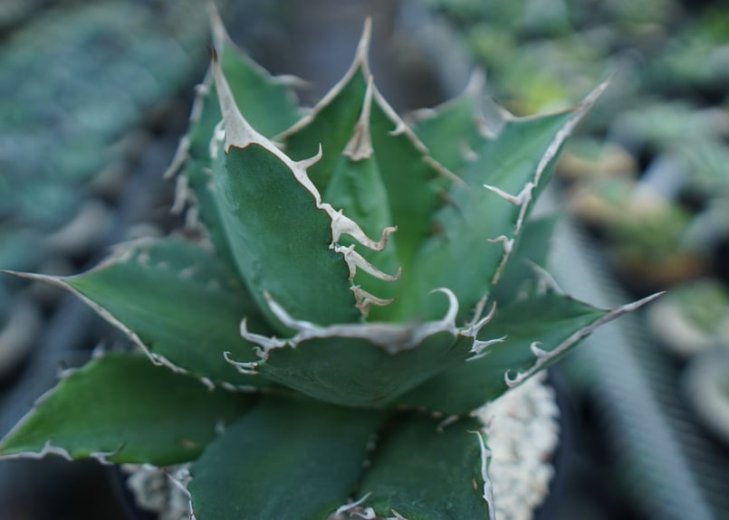 AGAVE TITANOTA FO-76 実生株 agave titanota FO-76 特選株（子株販売