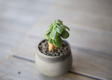 オトンナ　ツベローサ　Othonna tuberosa