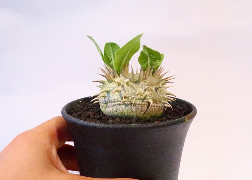 パキポディウム 恵比寿笑い 実生 №2 | mana's farm:塊根植物・アガベ