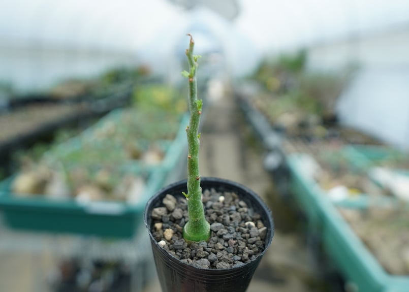 アデニアグラウカ　塊根植物　大株① アデニア グラウカ Adenia Glauca No.1 | mana's farm:塊根植物