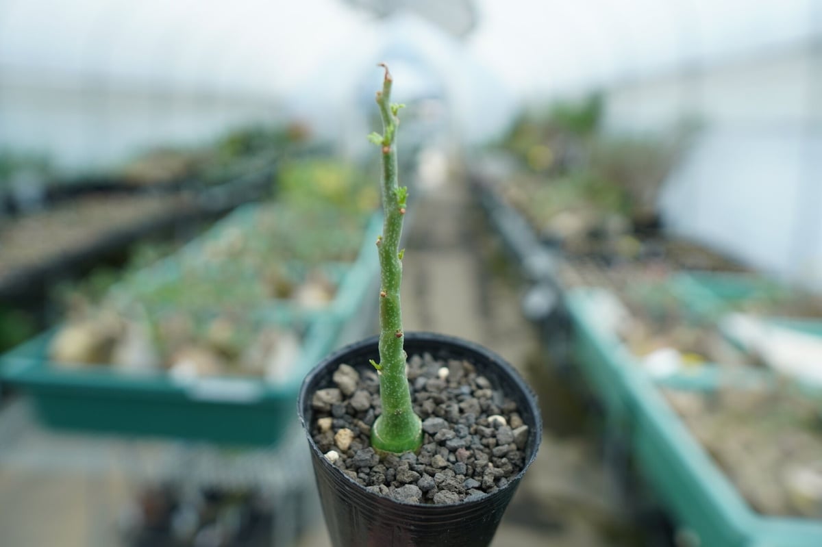 アデニア グラウカ Adenia Glauca No.1 | mana's farm:塊根植物