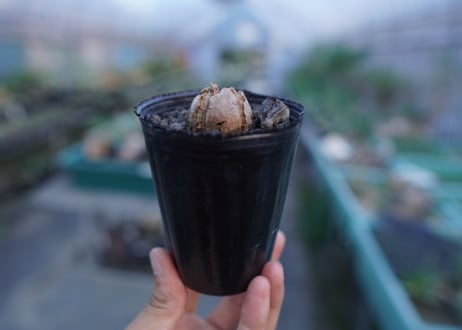 亀甲竜　Dioscorea elephantipes　No.3