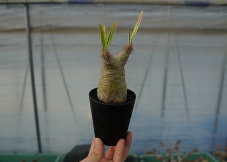 パキポディウム　グラキリス　Pachypodium gracilius　No.5