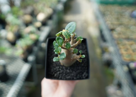 アデニウム　Adenium　No.2