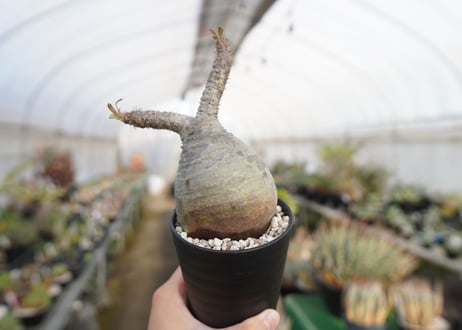 パキポディウム　グラキリス　 Pachypodium Gracilius