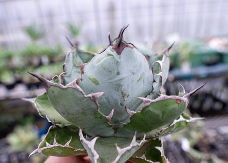 Agave titanota Agave B&B S No.1