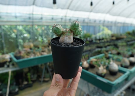 ユーフォルビア　オベサブロー　Euphorbia ObesaBlow