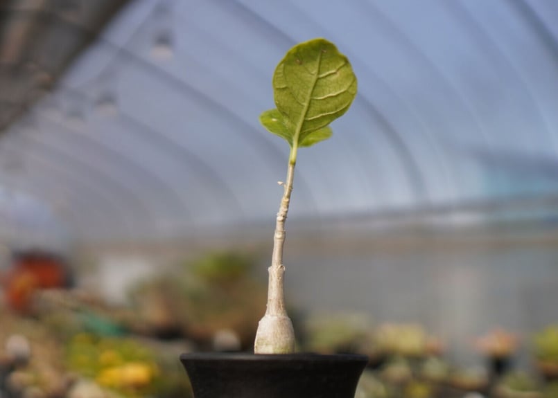 【現品】フォッケア・ムルチフローラ　Fockea multiflora　9号３G 現品】フォッケア・ムルチフローラ Fockea multiflora 9号3G