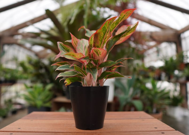 超希少❗️発色良好❗️アグラオネマゴールデンドラゴン新芽付