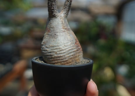 【未発根】パキポディウム　グラキリス　 Pachypodium Gracilius  No.10