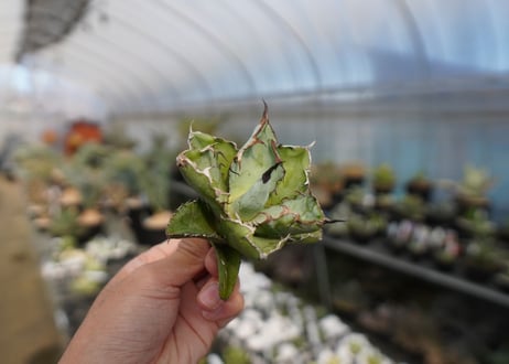 agave titanota ブラック＆ブルー　No.4