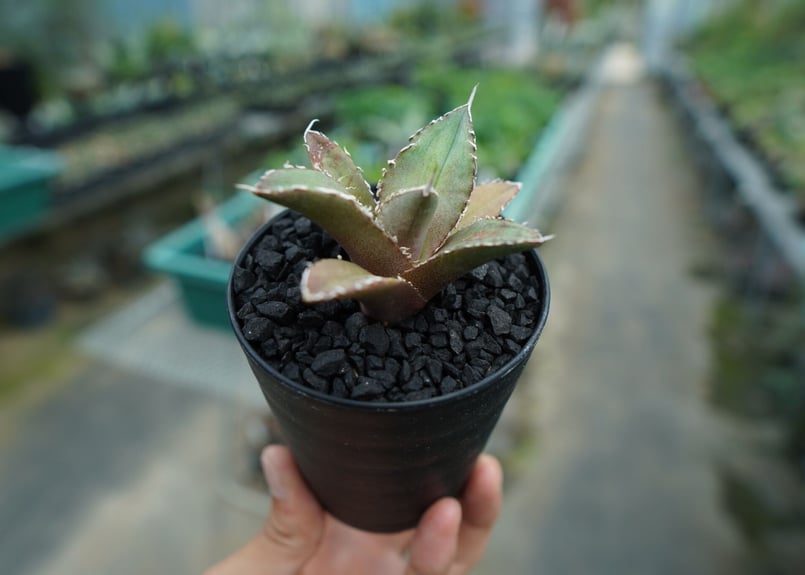 アガベ チタノタ FO-76 agave titanota FO-76 No.10 | ma