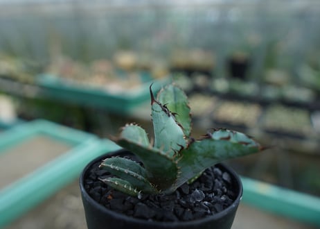 アガベ　チタノタ　 ブラックアンドブルー 　Agave titanota black and blue　No.6