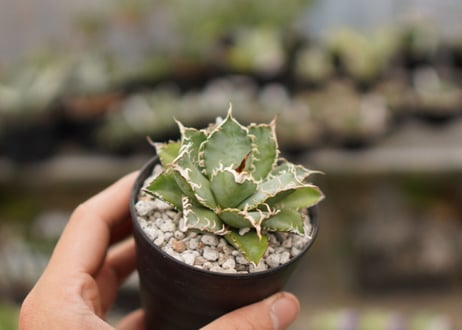agave titanota　フィリグリー  NO.2