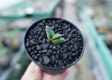 アガベ　チタノタ　FO-76　Agave titanota  FO-76　No.21