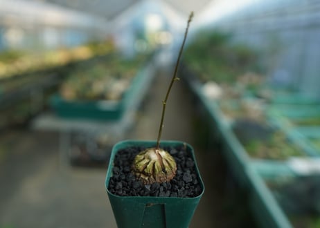 亀甲竜　Dioscorea elephantipes　No.2
