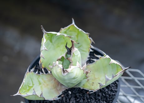アガベ　チタノタ　 ブラックアンドブルー 　Agave titanota black and blue  NO.01