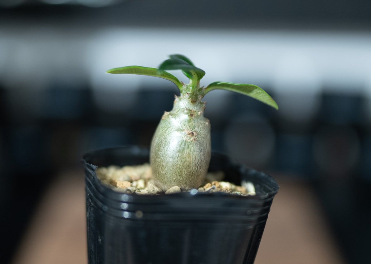 パキポディウム　ウインゾリー 2 RAFLUMコレクション】パキポディウム ウィンゾリー 