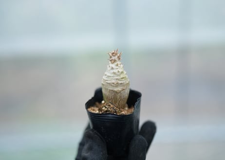 ソウラボアガベ mana's farm 4周年祭限定アイテム ソウラボx マナズ