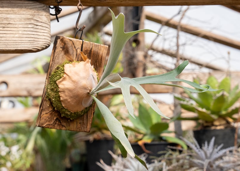 P. veitchii 'Lemoinei' (TC) | mana's farm:塊根植物・