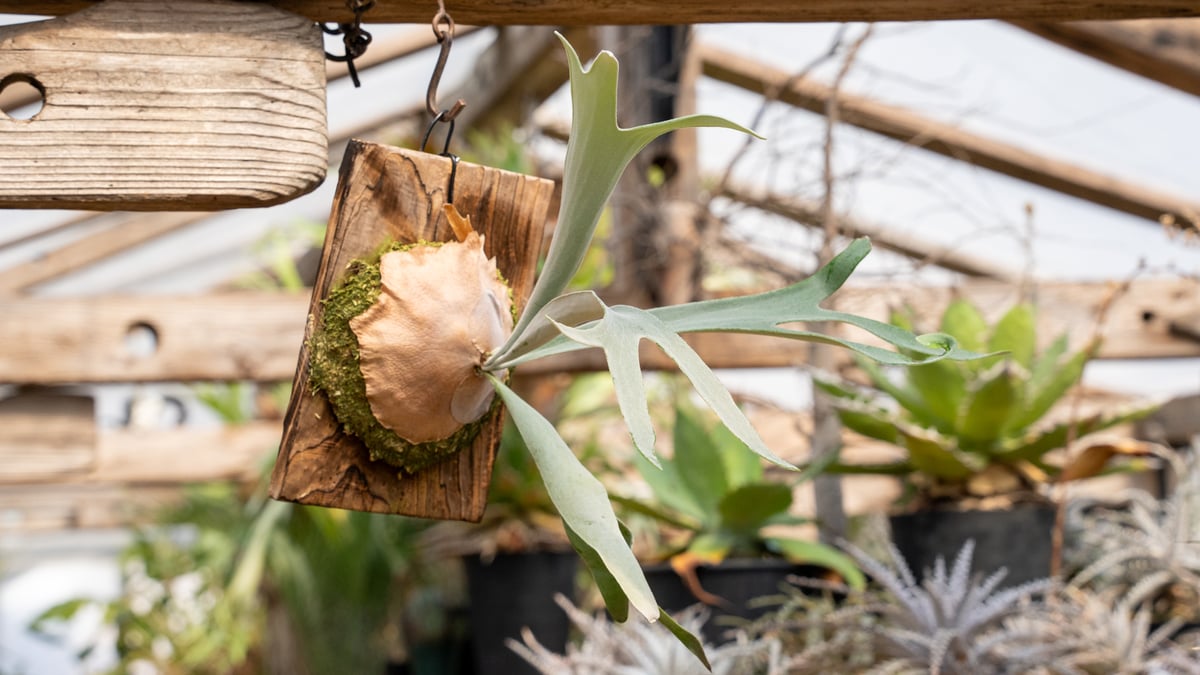 P. veitchii 'Lemoinei' (TC) | mana's farm:塊根植物・