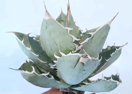 Agave titanota 'White Ice'  №２