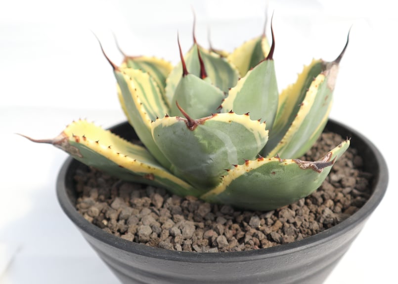 アガベ ライムストリーク no.4 | mana's farm:塊根植物・アガベ