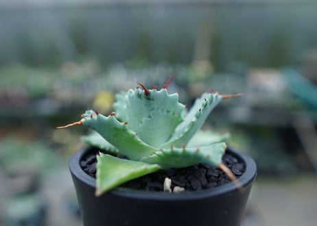 アガベ　イシスメンシス　Agave Isthmensis　No.1