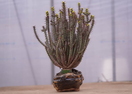 ユーフォルビア　アエルギノーサ　Euphorbia 　aeruginosa