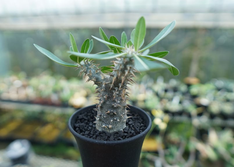 パキポディウム 伊藤ハイブリッド Pachypodium 'Itoh Hybrid' | ma