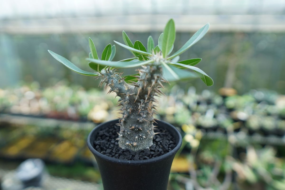 パキポディウム 伊藤ハイブリッド Pachypodium 'Itoh Hybrid' | ma