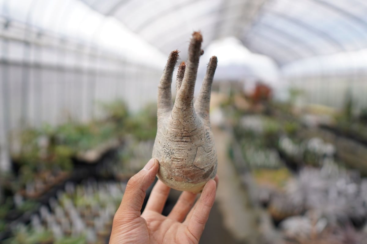 パキポディウム・品種不明(抜き苗) パキポディウム・品種不明(抜き苗