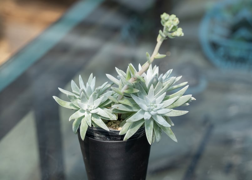 ダドレア グリーニー | mana's farm:塊根植物・アガベ・ドライガーデン