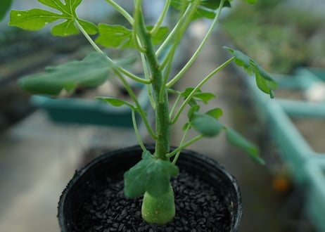 アデニア　グラウカ　Adenia glauca  No.2