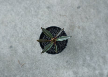 【沖縄実生株】パキポディウム　バロニー　Pachypodium baronii  No.1