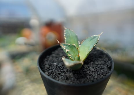 アガベ　チタノタ　FO-76　agave titanota  FO-76　No.6
