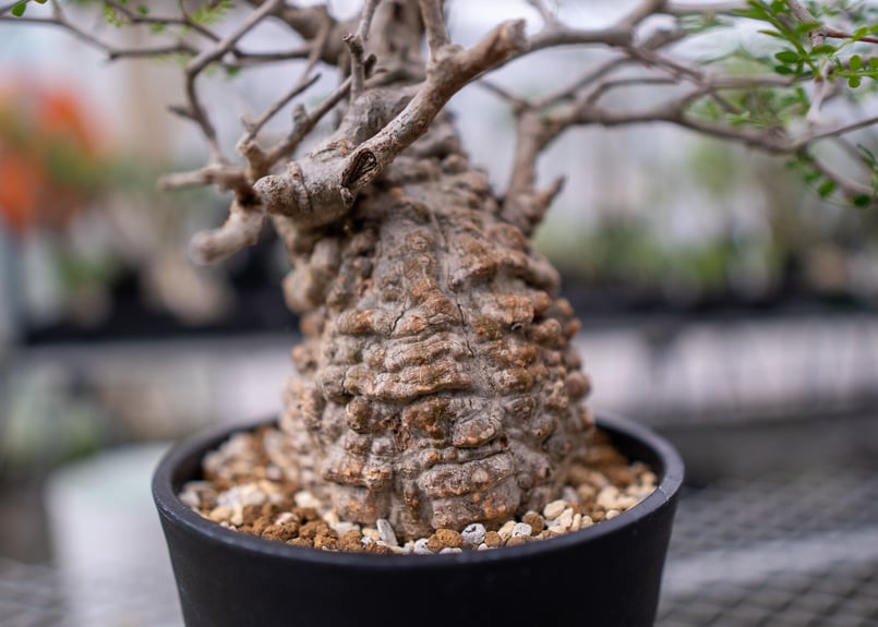 オペルクリカリア　パキプス　ボコ肌　芽吹き株　検) グラキリス　最終日セール オペルクリカリア パキプス | hanayoshi-botanical