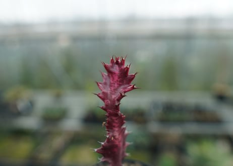 ユーフォルビア　紅彩雲閣　Euphorbia trigona f. rubra　No.2