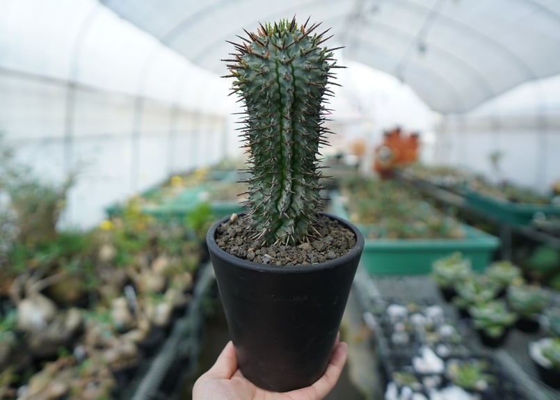 鉢付き ユーフォルビアゼブラホリダ 鉢付き ユーフォルビアゼブラホリダ