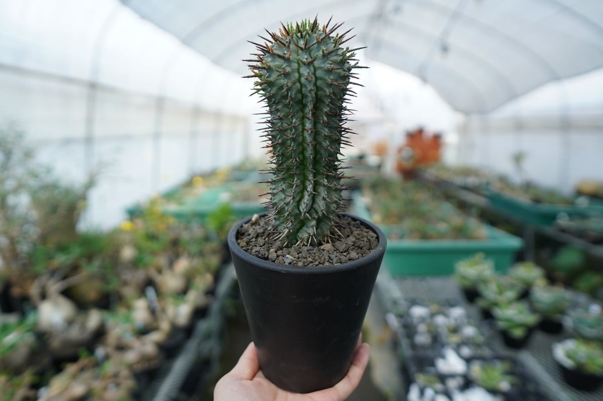 現地株 ホリダ SRL鉢付 大株 ゼブラホリダ