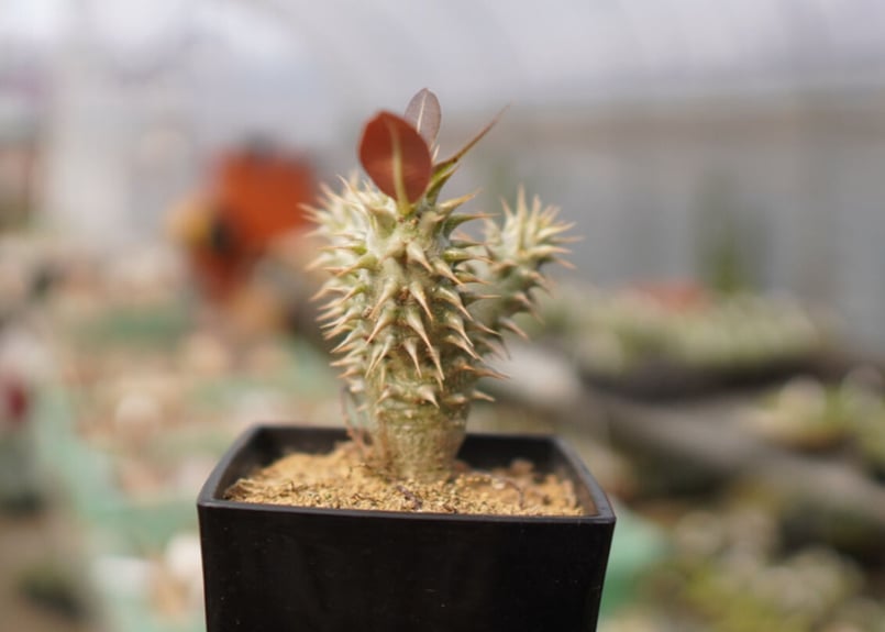 パキポディウム カクチペス | mana's farm:塊根植物・アガベ・ドライ