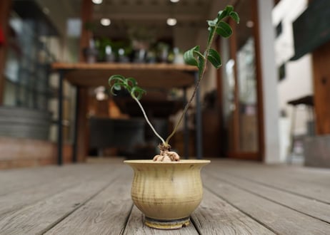 ペラルゴニウム　ビオリフロルム　Pelargonium violiflorum