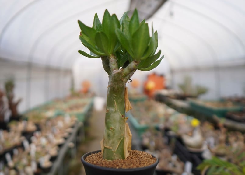 極太　チレコドン　パニクラーツス　阿房宮　塊根植物 約30cm 極太 チレコドン パニクラーツス 阿房宮 塊根植物 約30cm