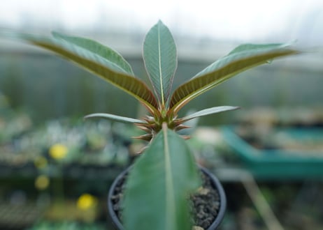 パキポディウム　バロニー　Pachypodium baronii