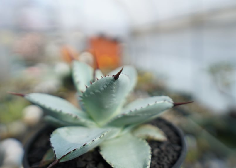 アガベ　ポタトラム×ドラゴントゥースHyb 卸売りフラワー・ガーデニング - アガベ hyb スナップドラゴン