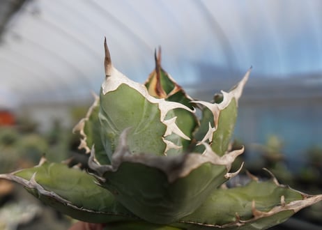agave titanota chocolate kiss