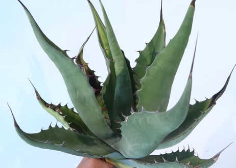 Agave asperrima x gentryi 'Jaws'